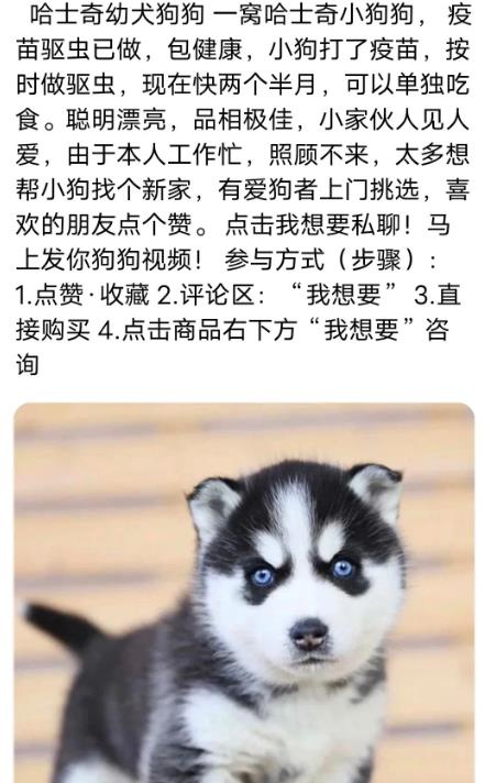 [宠物领养引流]宠物领养引流，朋友圈周边变现插图