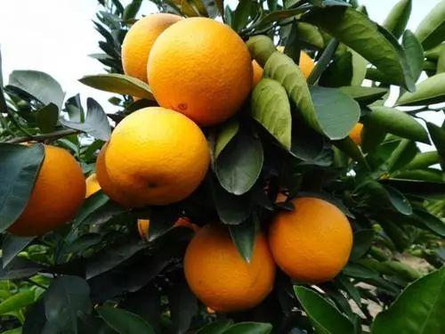[土特产赚钱]半天卖出500斤，这才是土特产赚钱的秘诀插图